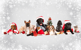 Keeping Furry Friends Safe: A Guide to Dog-Friendly Christmas Celebrations