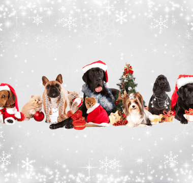 Keeping Furry Friends Safe: A Guide to Dog-Friendly Christmas Celebrations