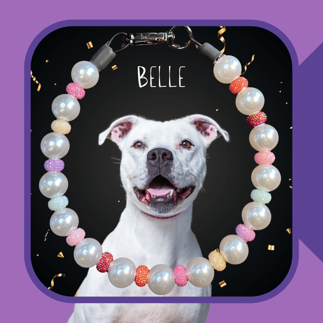 Belle Dog Collar