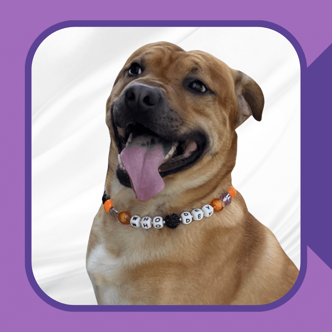 Personalized or Custom Designed Dog Collar