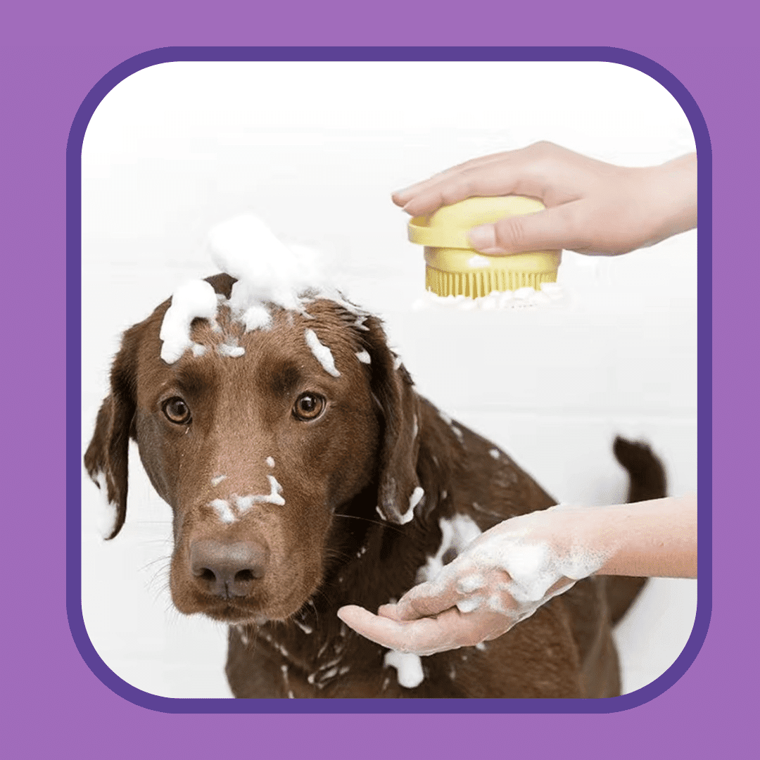 Pet Bath and Grooming Brush