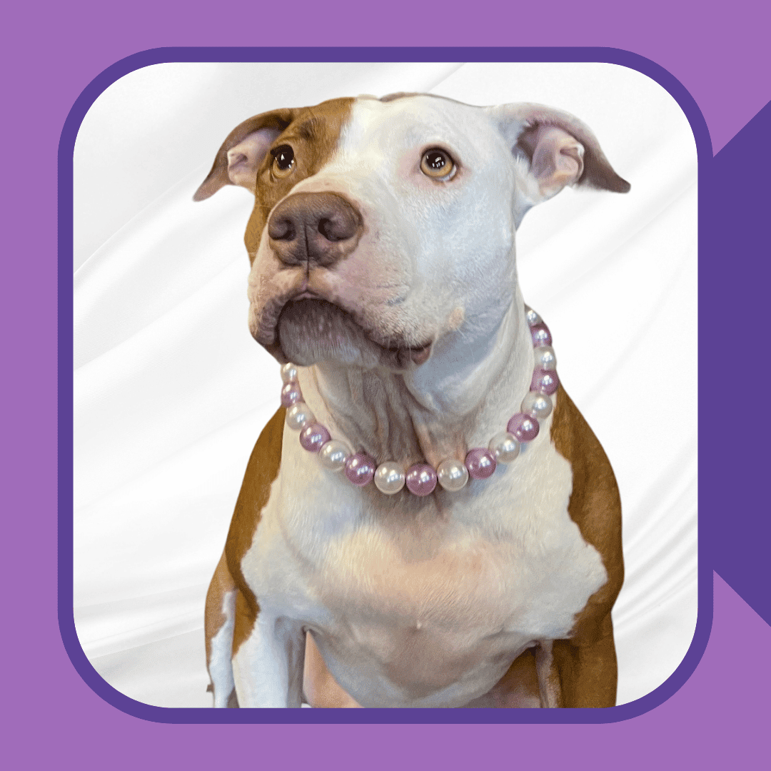 Petals and Pearls Dog Collar