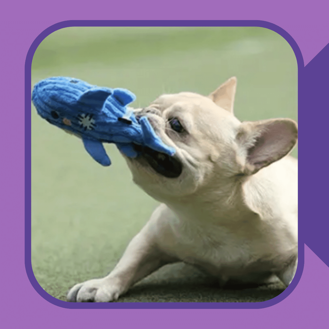 Great Bite Shark - Plush Dog Toy