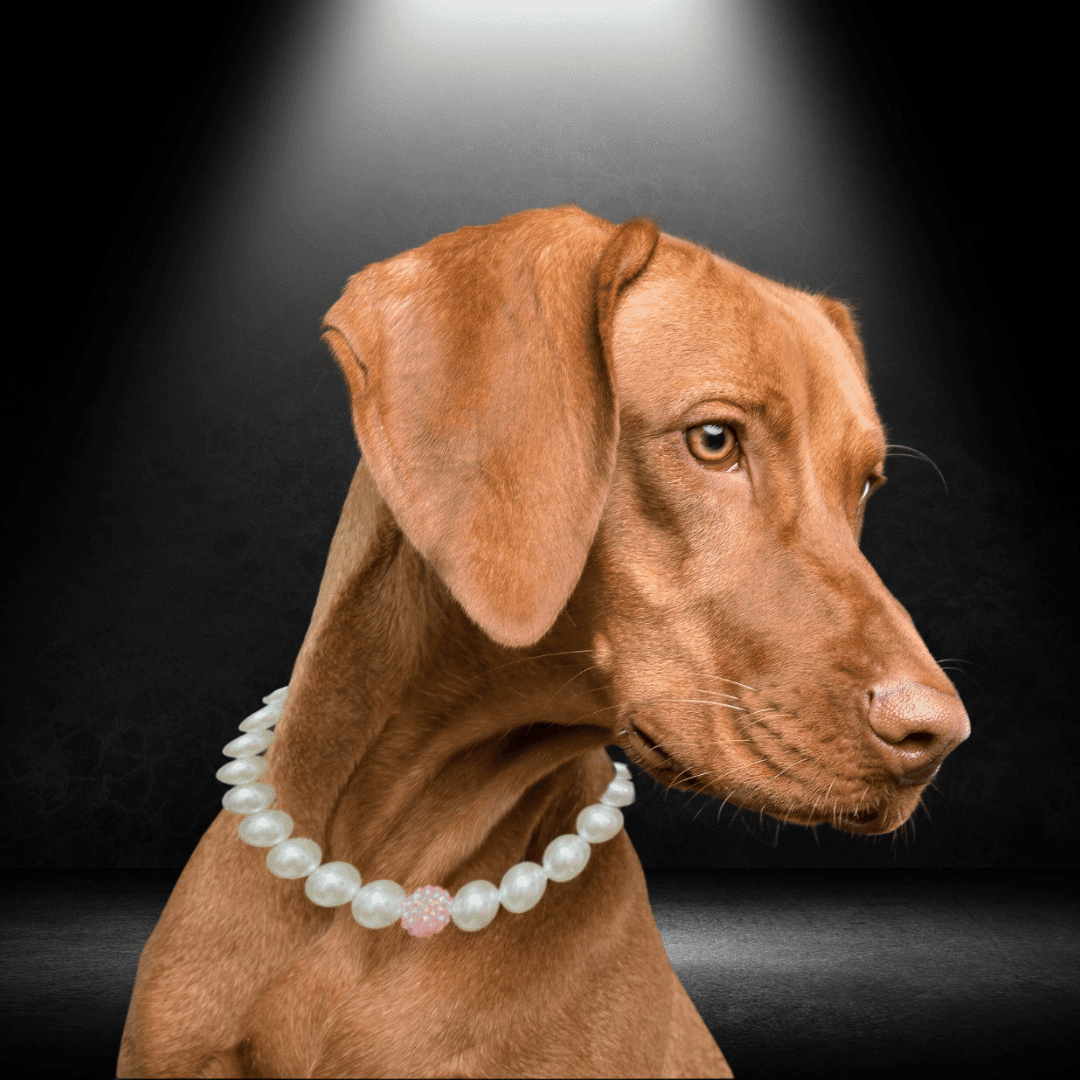 The Pibble Pearls Dog Collar